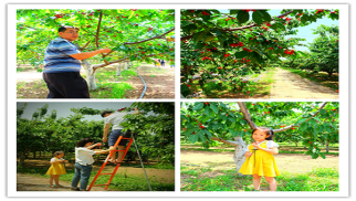 中景装饰公司举办2017年职工户外拓展、采摘活动